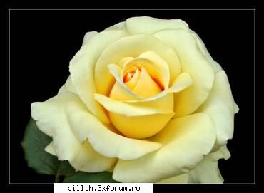 poze cu flori.. - poate suna cam ciudat..poze cu flori..dar mie imi - My Cool Forum