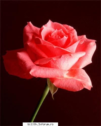 poze cu flori.. - si ink o pozuk mik mik - My Cool Forum