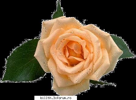 poze cu flori.. - Chrisa - My Cool Forum