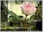 poze cu flori.. - un trandafir alb - My Cool Forum