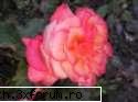 poze cu flori.. - da d c oare trandafirii is cele mai frumoase - My Cool Forum