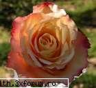 poze cu flori.. - dragutz... nu??????? - My Cool Forum