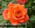 poze cu flori.. - portocaliu...unul din culorile toamnei - My Cool Forum
