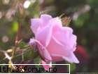 poze cu flori.. - st3phanny - My Cool Forum