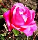 poze cu flori.. - st3phanny - My Cool Forum