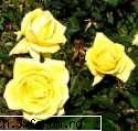poze cu flori.. - trei trandafiri galbeni....deja formeaza un - My Cool Forum