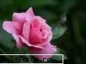 poze cu flori.. - doamne....dar multzi trandafiri roz mai is in - My Cool Forum