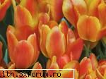 poze cu flori.. - iti dau poze dar NU cu trandafiri!Asa de ciuda!! - My Cool Forum
