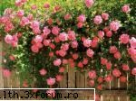 poze cu flori.. - Daya_Tom_liebe - My Cool Forum