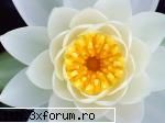 poze cu flori.. - vrei un crin??? - My Cool Forum