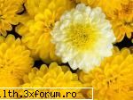 poze cu flori.. - Daya_Tom_liebe - My Cool Forum