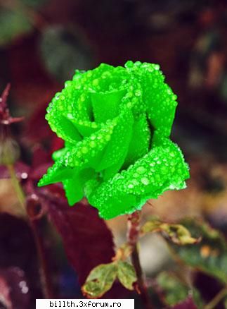 poze cu flori.. - pe asta nu ti-l dau.....e verde! Prea verde! - My Cool Forum