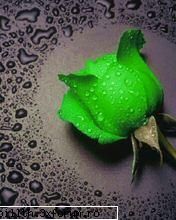 poze cu flori.. - Doamne, dar frumos mai e.....nu ca e trandafir - My Cool Forum