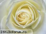 poze cu flori.. - va pun yo flori acu' - My Cool Forum