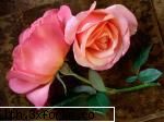 poze cu flori.. - Daya_Tom_liebe - My Cool Forum