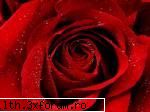 poze cu flori.. - Daya_Tom_liebe - My Cool Forum