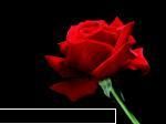 poze cu flori.. - Daya_Tom_liebe - My Cool Forum