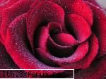 poze cu flori.. - sooper trandafir!poftiti!Doamnelor - My Cool Forum