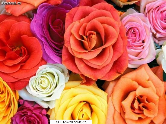 poze cu flori.. - petale si culori - My Cool Forum