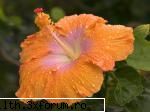 poze cu flori.. - picturi de rou de la mine!!! - My Cool Forum