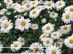 poze cu flori.. - Daya_Tom_liebe - My Cool Forum