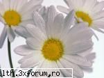 poze cu flori.. - puritate si prospetime - My Cool Forum