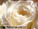 poze cu flori.. - Straturi de petale - My Cool Forum