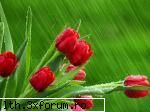 poze cu flori.. - Ploaie de aprilie - My Cool Forum