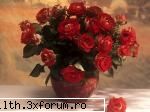 poze cu flori.. - Frumusete nepieritoare - My Cool Forum