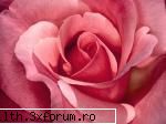 poze cu flori.. - Petale roz de trandafir - My Cool Forum