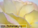 poze cu flori.. - Fragilitate si frumusete - My Cool Forum