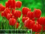 poze cu flori.. - Daya_Tom_liebe - My Cool Forum