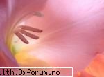 poze cu flori.. - O gladiola superba!poftiti!mai pun kteva - My Cool Forum