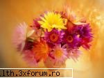 un mix sooperb poze cu flori..