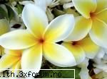 din lumea tropicelor poze cu flori..