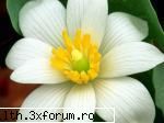 poze cu flori.. - Delicatete florala - My Cool Forum
