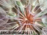 poze cu flori.. - Daya_Tom_liebe - My Cool Forum