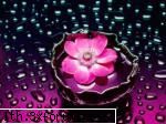 poze cu flori.. - O floare plutitoare - My Cool Forum