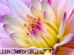 poze cu flori.. - Nuante de culoare - My Cool Forum