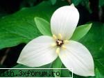 poze cu flori.. - Simplitate desavarsita - My Cool Forum