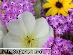 poze cu flori.. - Culori minunate - My Cool Forum