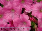 poze cu flori.. - Daya_Tom_liebe - My Cool Forum