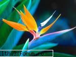 poze cu flori.. - Pasarea paradisului-Hawaii - My Cool Forum
