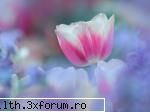 poze cu flori.. - Splendoare primavaratica - My Cool Forum