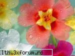 poze cu flori.. - Curcubeu floral - My Cool Forum