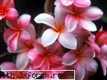 poze cu flori.. - Nunante florale - My Cool Forum