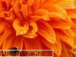 poze cu flori.. - O albinuta pe o dalie portocalie - My Cool Forum