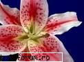poze cu flori.. - alta....un crin imperial - My Cool Forum