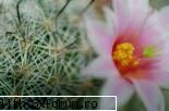 poze cu flori.. - o floare de cactus - My Cool Forum