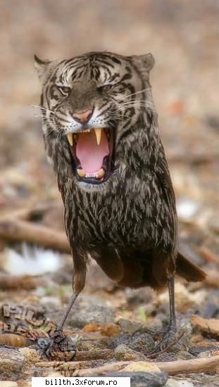 poze funny cu animalutze:D:D - io stiam ca pasarile nu se au bine cu tigri - My Cool Forum